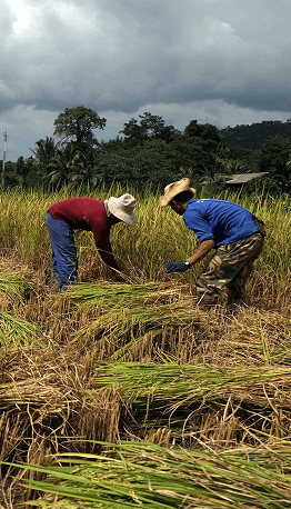 Golden rice crop being harvested by hand