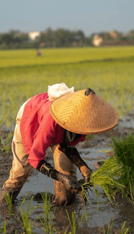 Farmers planting rice seedlings in a green paddy field